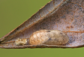 Gray Hairstreak chrysalis